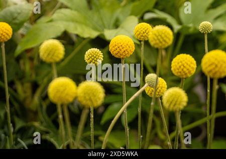 Fleurs sphériques jaunes de Craspedia globosa, communément connues sous le nom de Billy Buttons ou pilons vus pousser dans un jardin britannique Banque D'Images