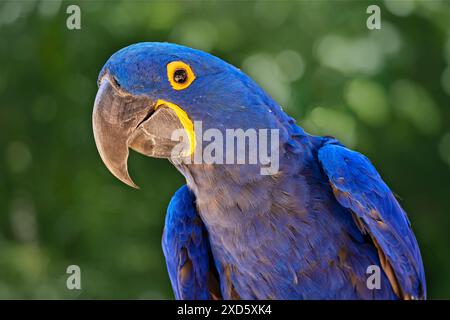 Gros plan d'aras bleu (Ara ararauna), oiseau exotique avec un fond bokeh vert flou Banque D'Images