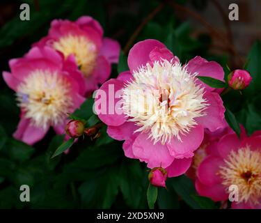 Gros plan de la fleur rose avec un centre crémeux de la plante herbacée vivace rustique de jardin paeonia lactiflora bol de beauté. Banque D'Images