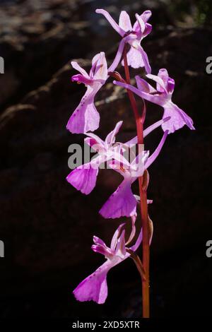 Fleurs de l'orchidée Troodos (Orchis troodi) avec de longs éperons, en plein soleil sur Chypre Banque D'Images