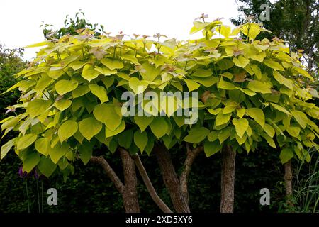 Gros plan sur les nouvelles feuilles jaunes fraîches de l'arbre ornemental catalpa bignonioides aurea. Banque D'Images