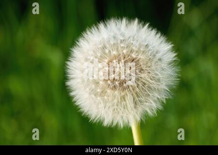 Tête de graines de pissenlit (pissenlit commun - Taraxacum officinale) en gros plan Banque D'Images