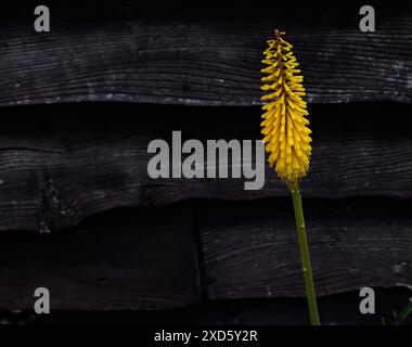 Gros plan des fleurs jaunes chaudes de la plante herbacée de jardin vivaces kniphofia sunningdale jaune. Banque D'Images