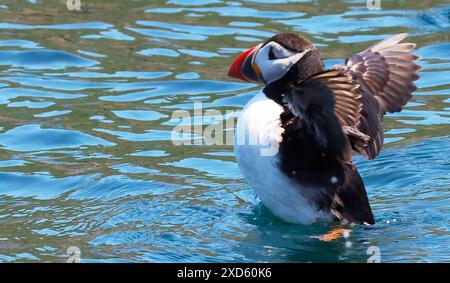 SKOMER ISLAND, ROYAUME-UNI - 20 JUIN: macareux de l'Atlantique (arctique) sur l'île Skomer , réserve naturelle nationale du Pembrokeshire, pays de Galles 18 juin 2024 L'île qui possède la plus grande colonie de macareux du sud de la Grande-Bretagne accueille plus de 10 000 macareux, qui viennent d'avril à fin juillet pour se reproduire. La petite île, au large de la côte sud-ouest du pays de Galles et gérée par le Wildlife Trust du sud et de l'ouest du pays de Galles, est l'un des sites de reproduction des oiseaux de mer les plus importants et les plus accessibles en Europe et est devenue la Mecque pour les amoureux de la faune et des oiseaux. En plus des macareux, l'île abrite également un grand BR Banque D'Images