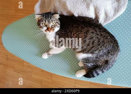 Chat d'oreille souple mignon couché sur une planche à repasser à la menthe Banque D'Images