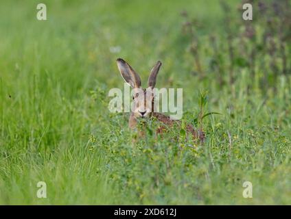 Jetez un coup d'œil à un Bouh caché dans l'herbe. Un timide lièvre brun ( Lepus europaeus ) qui jaillit à travers les chardons épineux . Suffolk, Royaume-Uni Banque D'Images