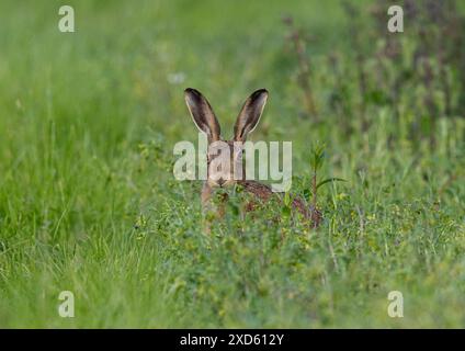 Jetez un coup d'œil à un Bouh caché dans l'herbe. Un timide lièvre brun ( Lepus europaeus ) qui jaillit à travers les chardons épineux . Suffolk, Royaume-Uni Banque D'Images