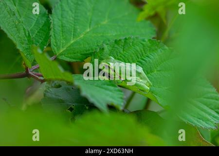 Grenouille arborea européenne (Hyla arborea / Rana arborea) ensoleillée sur une feuille de brousse au printemps / été montrant la couleur vert camouflage Banque D'Images