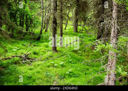 Forêt de pins le long d'un sentier de randonnée dans le pays de Kananaskis, un parc provincial populaire de randonnée et de camping en Alberta, au Canada Banque D'Images