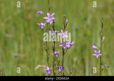 Campanula rapunculus, chellflower, rampion, chellflower rover, raiponce, famille Campanulaceae. Fond vert pâle. Été, juin, Franc Banque D'Images