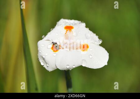 Un coléoptère a atterri sur une belle fleur humide parsemée de gouttes d'eau Banque D'Images