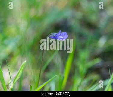 Bleu petite plante à fleurs sur la prairie. butterworth commun (Pinguicula vulgaris). Fleurs carnivores vivaces en fleurs. Banque D'Images