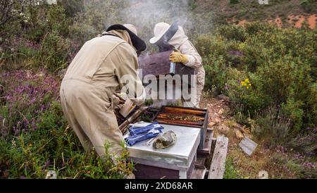 Deux apiculteurs en Espagne ouvrant une ruche portant des costumes et des masques apicoles et utilisant le fumeur dans un environnement naturel. Guadalajara Banque D'Images