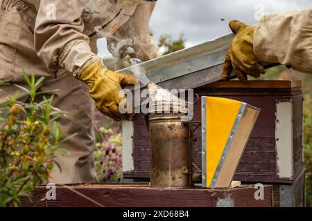 Gros plan de deux apiculteurs en Espagne ouvrant une ruche portant des combinaisons de protection et des gants avec fumeur au premier plan dans un environnement naturel. Guadalaj Banque D'Images