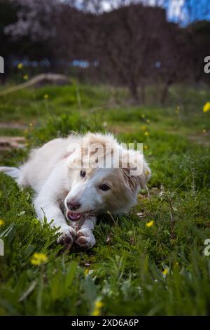 border collie chiot jouant avec un bâton dans le jardin Banque D'Images