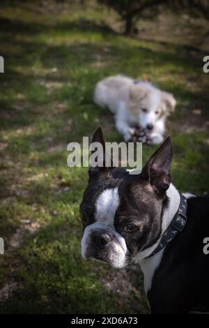 visage de chien boston terrier au premier plan et en arrière-plan bordé collie chiot jouant avec un cône de sapin dans le jardin Banque D'Images