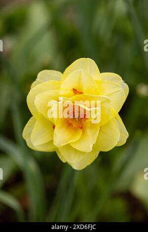 Gros plan de Narcissus 'Tahiti' - double jonquille fleurissant au printemps dans un jardin anglais, Angleterre, Royaume-Uni Banque D'Images