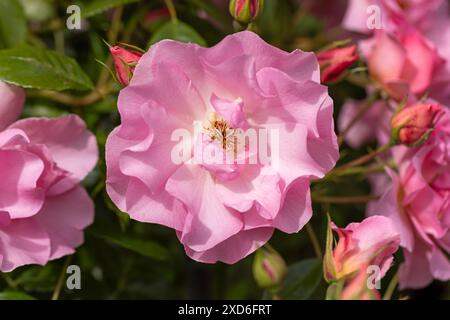 Gros plan sur Rosa Happy Retirement. Une belle rose fleurissant en juin dans un jardin anglais, Angleterre, Royaume-Uni Banque D'Images