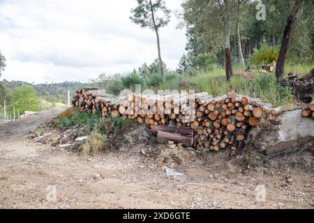 Un tas de bûches soigneusement empilées dans un cadre de forêt rurale, entouré de verdure et d'un chemin de terre, sous un ciel nuageux Banque D'Images