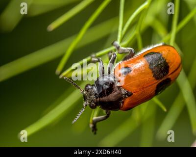 Photo macro d'un coléoptère à fourmis assis sur un pic d'herbe Banque D'Images