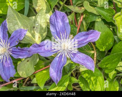 Clematis Justa fleur en fleur photographiée d'en haut Banque D'Images