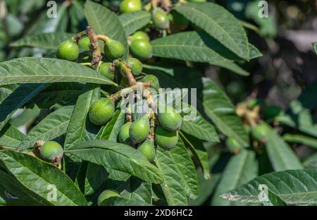 fruits nageoires sur branches produit pour liqueur Banque D'Images