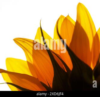 Un seul tournesol se dresse haut sur un fond flou, mettant en valeur son dos. Les pétales jaunes sont éclairés par le soleil, créant un chaud et Banque D'Images