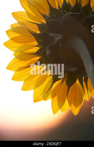 Un seul tournesol se dresse haut sur un fond flou, mettant en valeur son dos. Les pétales jaunes sont éclairés par le soleil, créant un chaud et Banque D'Images