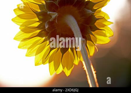 Une photographie rapprochée d'un tournesol par dessous, mettant en valeur ses pétales jaune vif et sa tige verte sur fond de soleil couchant. Le su Banque D'Images
