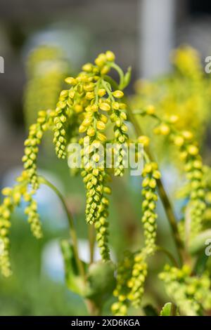 Gros plan d'une goutte d'or (ombilicus oppositifolius) plante en fleur Banque D'Images