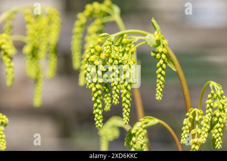 Gros plan d'une goutte d'or (ombilicus oppositifolius) plante en fleur Banque D'Images