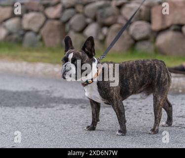 Portrait d'un jeune bouledogue de race pure marchant un jour d'été. Brindle French Bulldog en plein air. Banque D'Images