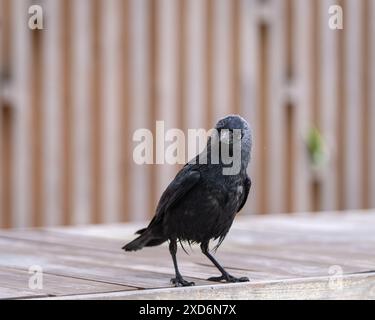 Jackdaw occidentale (Corvus monedula), également connu sous le nom de jackdaw eurasienne, ou simplement le jackdaw sur le banc. Jackdaw debout sur le banc et regardant Banque D'Images