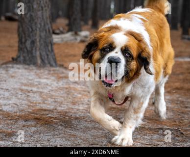 Un grand chien saint bernard se promenant dans une cour poussiéreuse. Banque D'Images