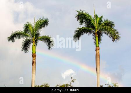 Palmier avec arc-en-ciel et fond de ciel bleu Banque D'Images