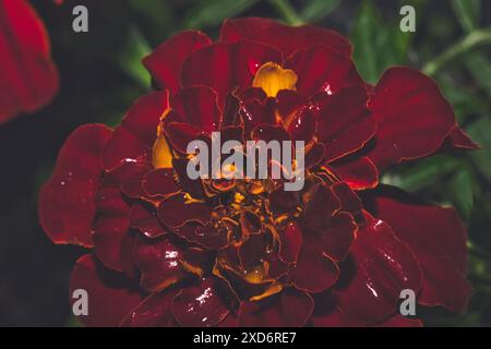 Gros plan d'une fleur de souci rouge éclatante avec des feuilles vert foncé en arrière-plan. Banque D'Images