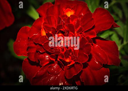 Gros plan d'une fleur de souci rouge éclatante avec des gouttelettes d'eau sur ses pétales. Banque D'Images