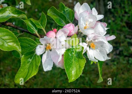 WA24823-00....WASHINGTON - Cox's Orange Pippin (Malus domestica) pommier poussant dans un jardin domestique Edmonds. Banque D'Images