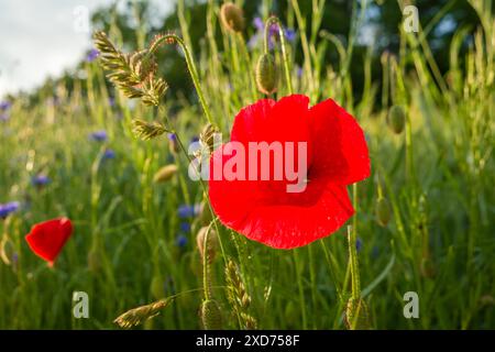 Fleur unique de pavot rouge avec des capsules de graines à la frontière d'un champ avec des bleuets bleus flous en arrière-plan Banque D'Images