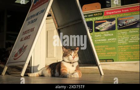 Chats errants de Grèce dans les rues. Banque D'Images