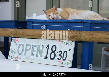 Chats errants de Grèce dans les rues. Banque D'Images