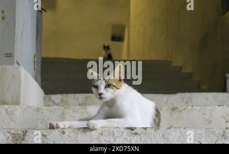 Chats errants de Grèce dans les rues. Banque D'Images