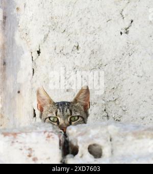 Chats errants de Grèce dans les rues. Banque D'Images