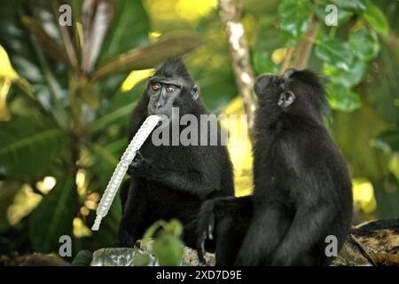 Les macaques à crête noire (Macaca nigra) vérifient la disponibilité de matières alimentaires dans une décharge de déchets plastiques dans le parc naturel de Batuputih, en Indonésie. Banque D'Images