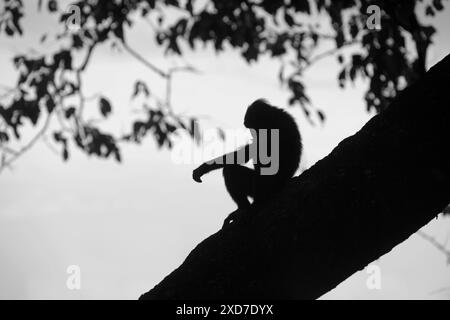 Un macaque à crête noire (Macaca nigra) se silhouette sur un ciel lumineux alors qu'il repose sur un arbre près d'une plage dans la réserve naturelle de Tangkoko, en Indonésie. Banque D'Images