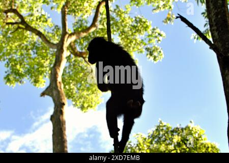 Un macaque à crête (Macaca nigra) est dessiné sur fond lumineux, car il tient sur la vigne de liane dans la réserve naturelle de Tangkoko, en Indonésie. Banque D'Images