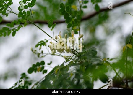 Fleurs blanches de Moringa florissantes sur branche dans la lumière naturelle dans un jardin Banque D'Images
