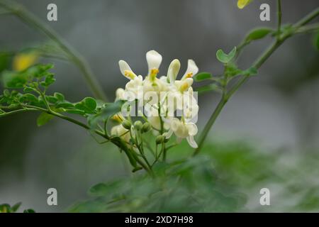 Fleurs blanches de Moringa florissantes sur branche dans la lumière naturelle dans un jardin Banque D'Images