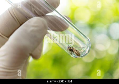 Wasp close-up la guêpe a été prise avec une pince à épiler sur un nid d'abeille pendant la recherche scientifique. une guêpe morte dans un tube de verre entre les mains d'un scientifique Banque D'Images