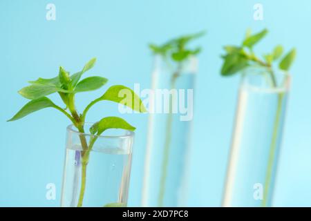 Plante génétiquement modifiée testée . Laboratoire d'écologie explorant de nouvelles méthodes de sélection végétale sur fond bleu. etude des plantes en laboratoire Banque D'Images